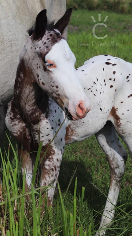 Blue Eyed, Splash White, Leopard Appaloosa Colt